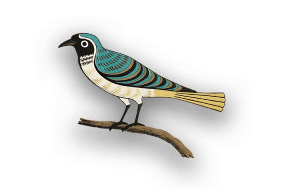 The Appeal of Vintage Beautiful Bird on a Wood Illustrations